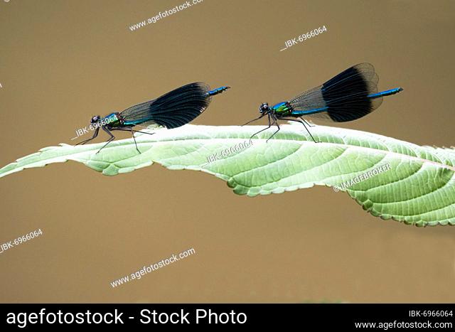 Two banded damselflies (calopteryx splendens), male, sitting on skipping weed leaf, Hesse, Germany, Europe