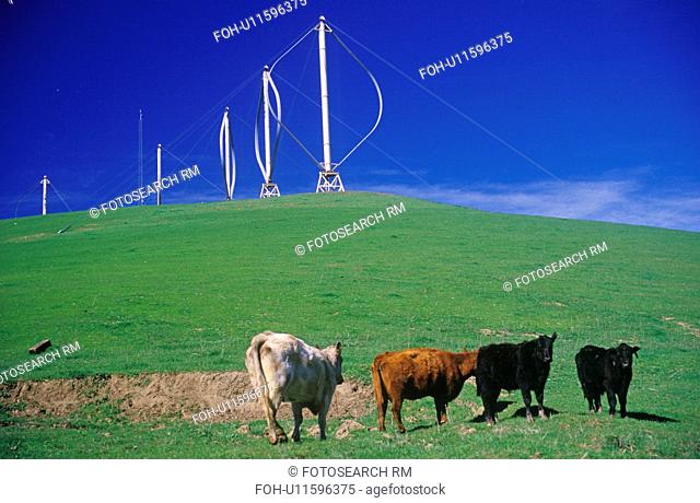 Cows in front of wind turbines at Altamont Pass, CA