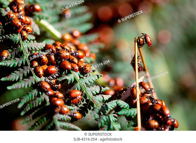 Ladybird Beetles on Fern Leaf
