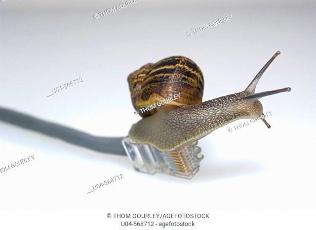 Garden Snail on ethernet cable