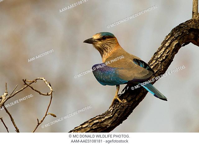Indian Roller, Coracias benghalensis, perched on tree branch in Kanha National Park, Madhya Pradesh, India