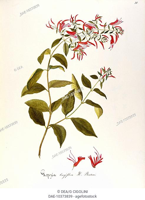 Herbal, 18th-19th century. Iconographia Taurinensis. Volume LVIII, table 24 by Maddalena Lisa Mussino: Onagraceae, Lopezia longiflora Decne