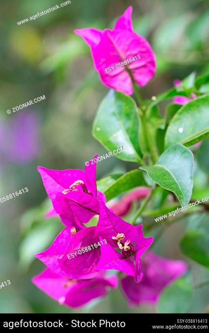 Closeup of pruple Bougainvillea flowers outdoors with green foliage