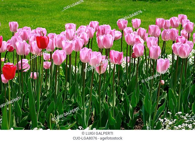 Tulipani Darwin Grevel, Darwin tulips