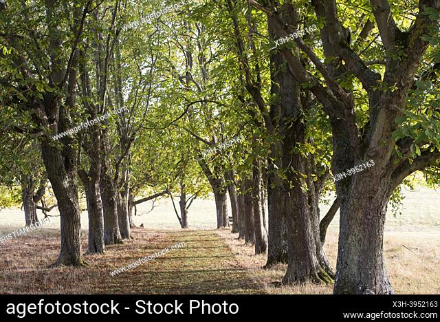 Alley lined with horse chestnut trees, Park of the Chateau of Nogent-le-Roi, Eure-et-Loir department, Centre-Val-de-Loire region, France, Europe