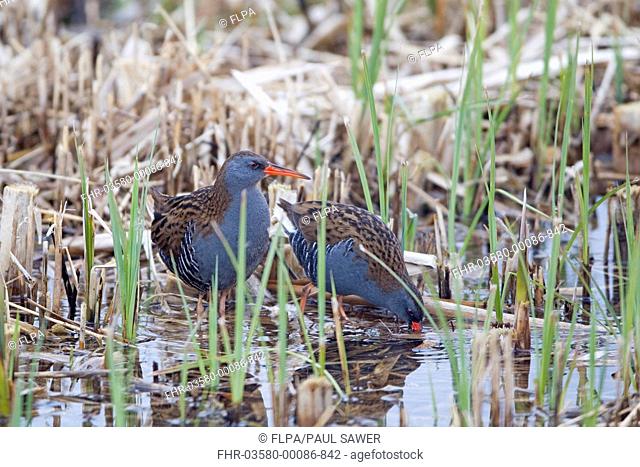 Water Rail Rallus aquaticus adult pair, feeding at edge of reedbed, Minsmere RSPB Reserve, Suffolk, England, march