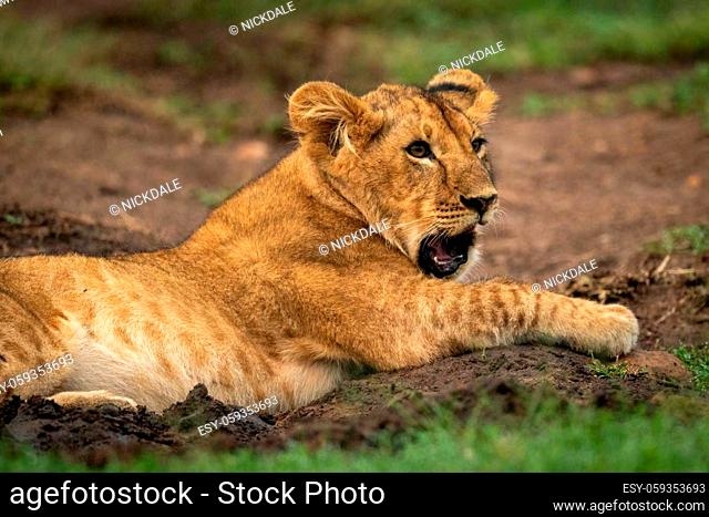 Close-up of lion cub yawning in mud