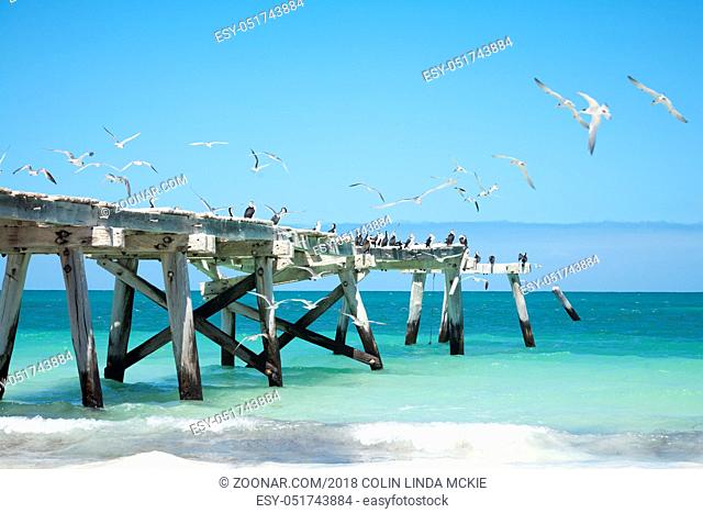 The old jetty at Eucla, Western Australia, with shags and terns. Eucla is half way across the Nullarbor Plain, on the borders of South and Western Australia