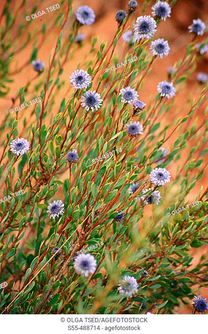 Perennial bushy plant of the globularia family - globulariaceae - up to 60 cm. Stems erect and ligneous. Leaves short-stalked, lanceolate ending in a spine