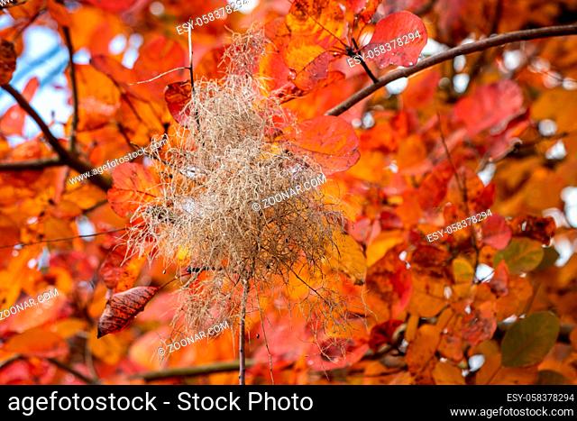Smoke tree (Cotinus Coggygria) leaves turning orange red-blood in autumn