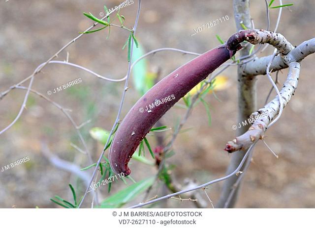 Desert rose, impala lily, mock azalea or sabi star (Adenium obesum somalense) is native to Ethiopia, Somalia and Sudan. Fruit detail
