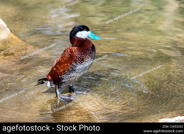 The Ruddy Duck, Oxyura jamaicensis, is a duck from North America and one of the stiff-tailed ducks