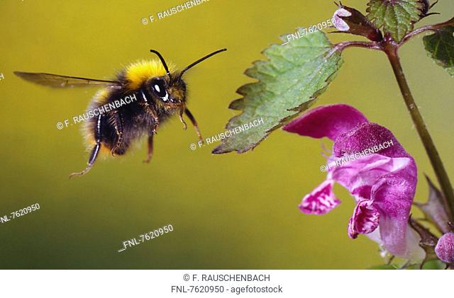 Tree bumblebee (Bombus hypnorum) in flight