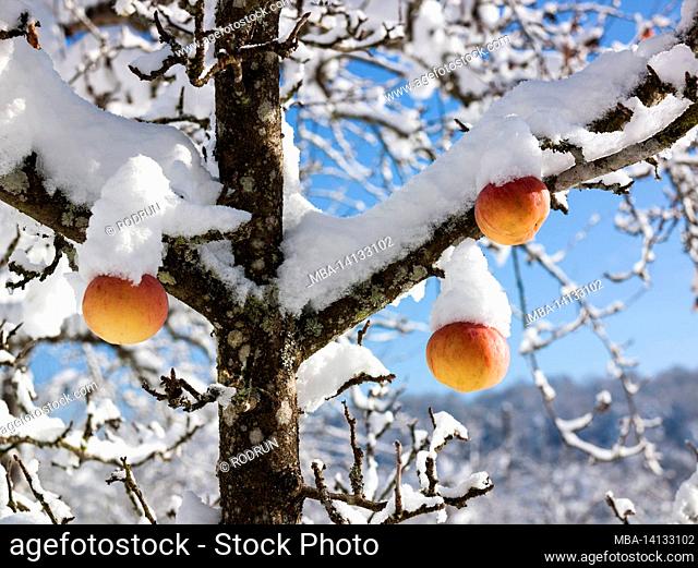 germany, baden-wuerttemberg, orchards in winter, the last apples on the apple tree