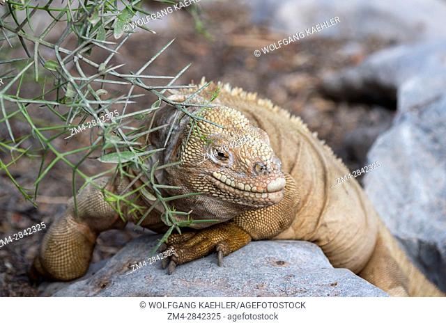 A land iguana at the San Cristobal Island tortoise breeding center in the highlands of San Cristobal Island (Isla San Cristobal) or Chatham Island in the...