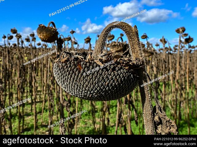06 October 2022, Brandenburg, Beeskow: Withered and ripe sunflowers stand in a field. Farmers in Germany had grown significantly more sunflowers this year than...