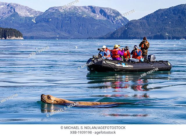 The Lindblad Expeditions ship National Geographic Sea Bird running Zodiac operations near Steller Sea Lions in Inian Pass, Southeast Alaska, USA