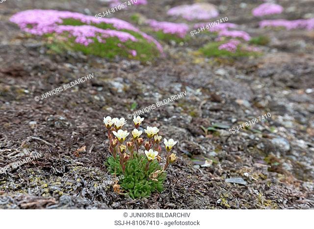 Tufted Alpine Saxifrage, Tufted Saxifrage (Saxifraga cespitosa) and Cushion Pink, Moss Campion (Silene acaulis) flowering in tundra. Svalbard