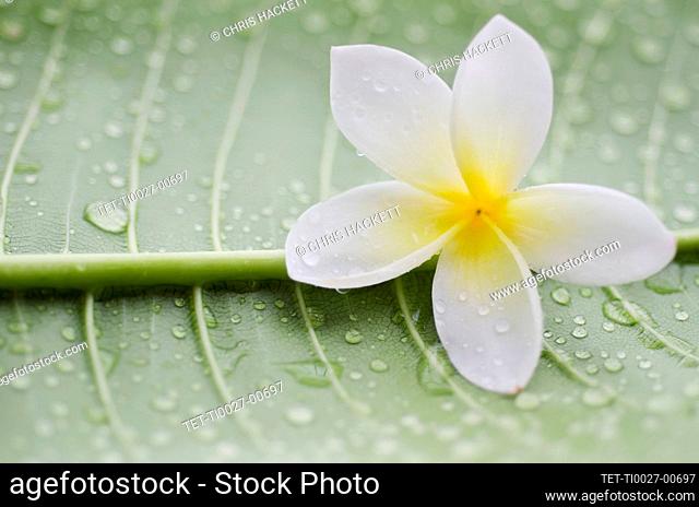 Close-up of plumeria flower