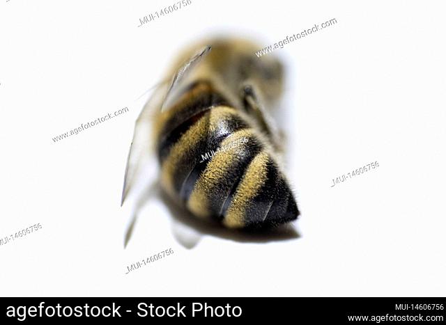 Portrait of a dead bee