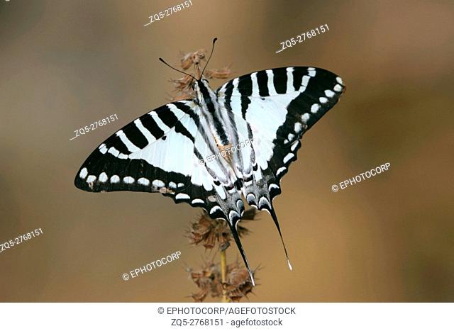 Spot-swordtail butterfly, Graphium nomius, India
