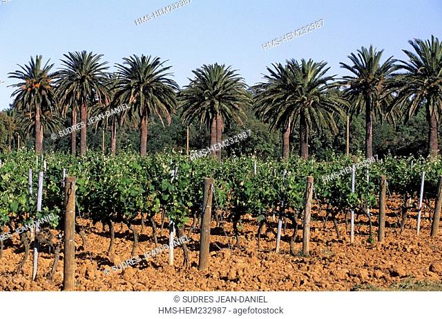 France, Var, near La Londe des Maures, Wineyard, AOC guarantee of quality Cote de Provence and palm trees