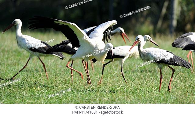 Storks gather on a field at Eekholt Animal Park to fly south in a group near Bad Bramstadt,  Germany, 14 August 2013. The long journey to Africa is instictual