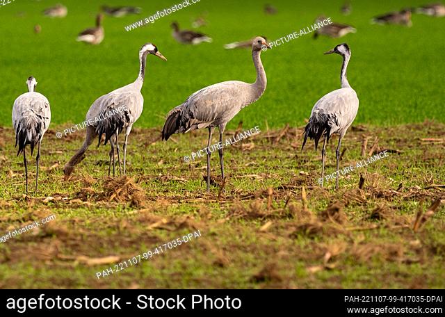 03 November 2022, Mecklenburg-Western Pomerania, Mirow: 03.11.2022, Mirow. Cranes (Grus grus), stand near Zielow at the Mueritz on a harvested corn field