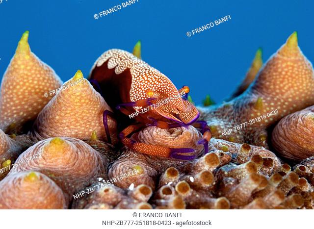 Imperior shrimp, Periclemenes imperator on sea cucumber, Thelenota ananas, Tubbataha Natural Park, Natural World Heritage Site, Sulu Sea, Cagayancillo, Palawan