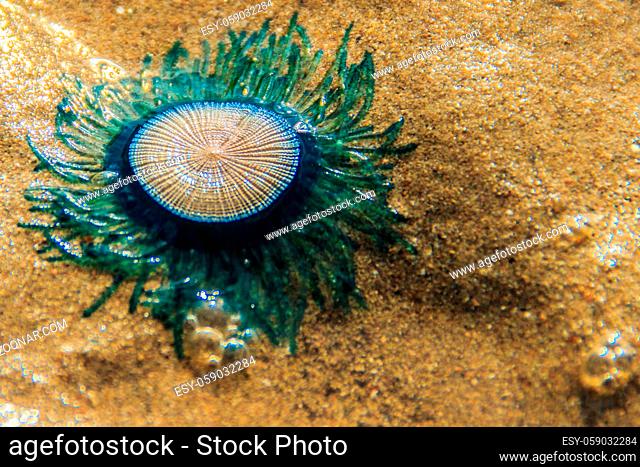 Close up Blue Button Jellyfish (porpita porpita) on the beach when the sea water receded