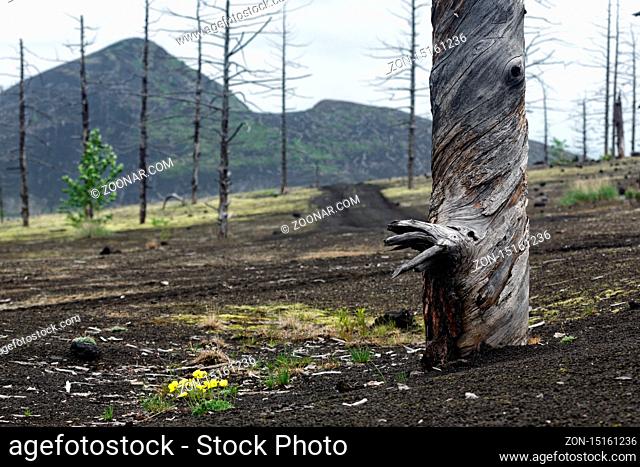 Kamchatka volcano landscape: burnt tree (larch) on volcanic slag and ash in Dead Forest (Dead Wood) - consequence of natural disaster - catastrophic eruptions...