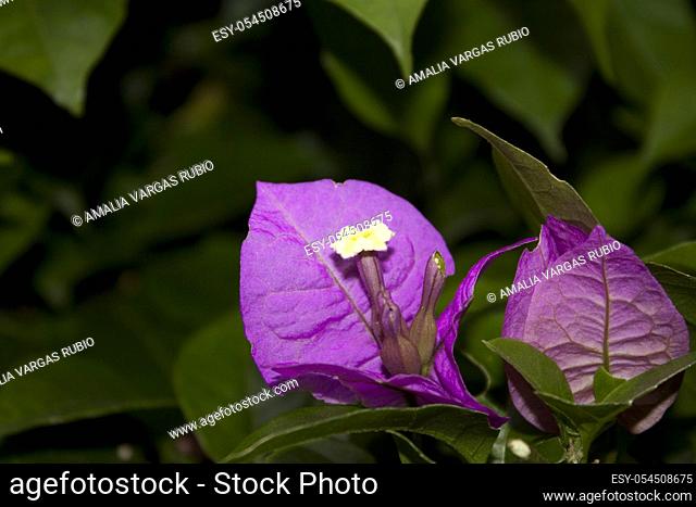 . Bougainvillea flower surrounded by its typical purple leaves this vegetation is highly appreciated in Mexico because it is often used as an ornament and...