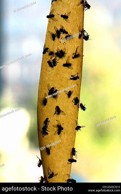 Dead Flies On Sticky Tape. Flypaper, sticky tape. Flies stuck. Trap for flies, insects. Flypaper, sticky tape. Flies stuckTrap for insects insects