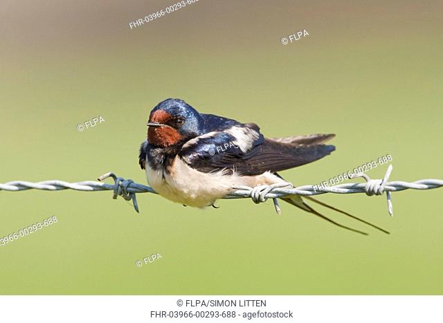Barn Swallow Hirundo rustica adult, perched on barbed wire, England