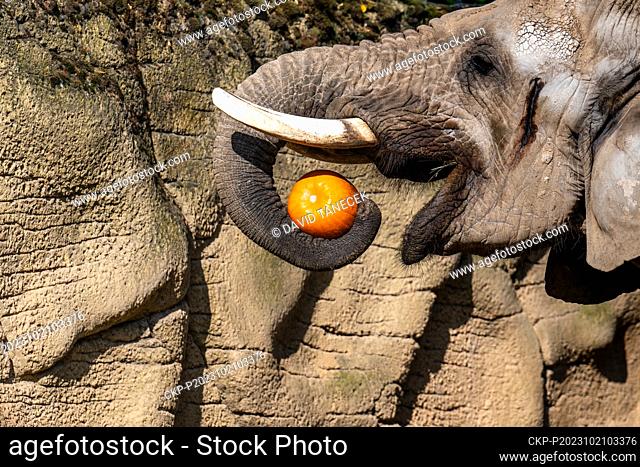 African bush elephant (Loxodonta africana) enjoys a pumpkin prepared by breeders within the Ghost Week at the Dvur Kralove Zoo, in Dvur Kralove nad Labem