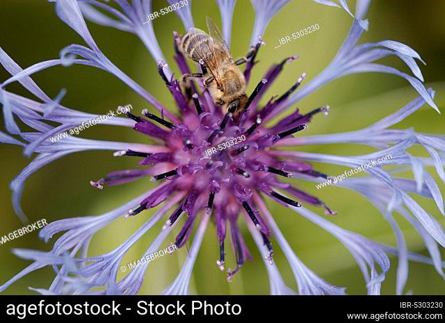 Honey bee (Apis mellifera) of the perennial cornflower (Centaurea montana)
