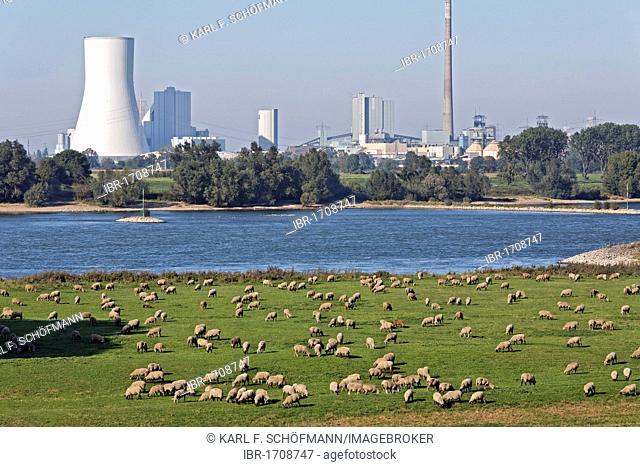 Flock of sheep grazing on the banks of the Rhine against industrial scenery, Alsumer Berg protected landscape, Bruckhausen, Duisburg, North Rhine-Westphalia