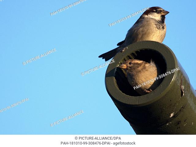 10 October 2018, Berlin: Two sparrows sun themselves in the morning sunlight on and in the muzzle of the cannon of a tank T34 at the Soviet Memorial in Berlin