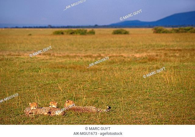 Adult female Cheetah (Acinonyx jubatus) lying in the grass with her two young cubs in the Maasai Mara in Kenya