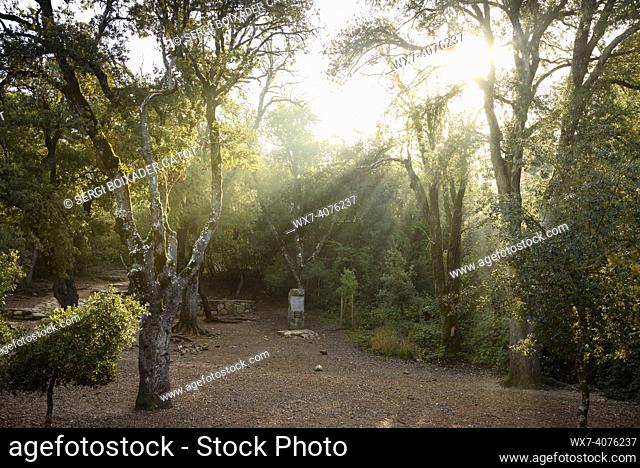 Fog and rays of light among the holm oaks in Coll d'Eres pass (Sant Llorenç del Munt i l'Obac Natural Park, Barcelona, Catalonia, Spain)