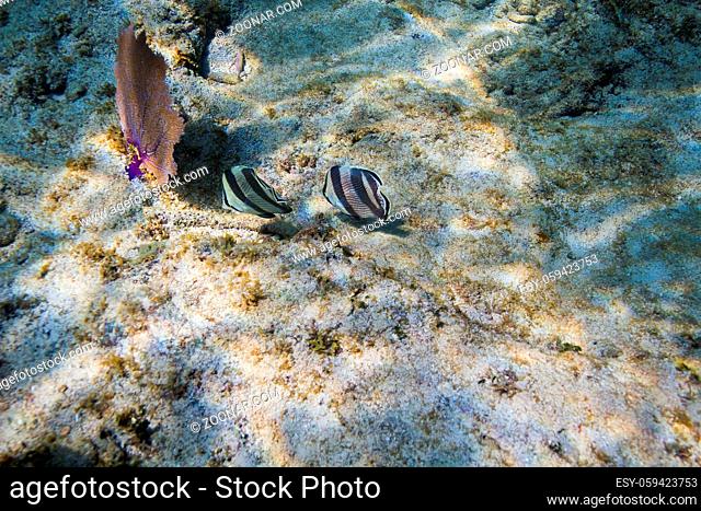 two chaetodon striatus eating on the ocean floor