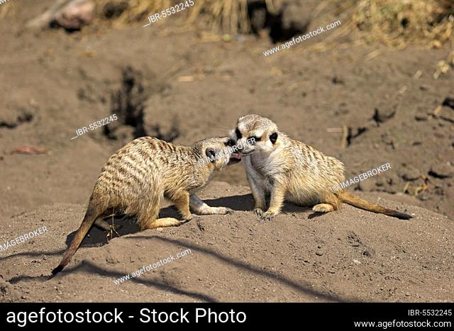 Suricate (Suricata suricatta), couple social behaviour, Little Karoo, Western Cape, South Africa, Africa