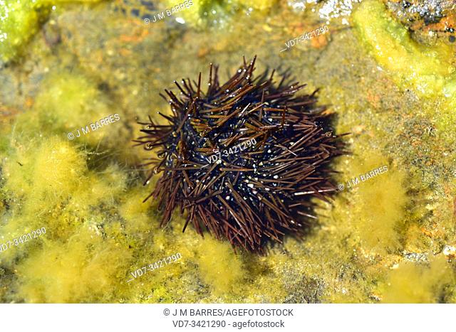 Purple sea urchin (Paracentrotus lividus) is a sea urchin native to Mediterranean Sea and eastern Atlantic Ocean. Feeds algae