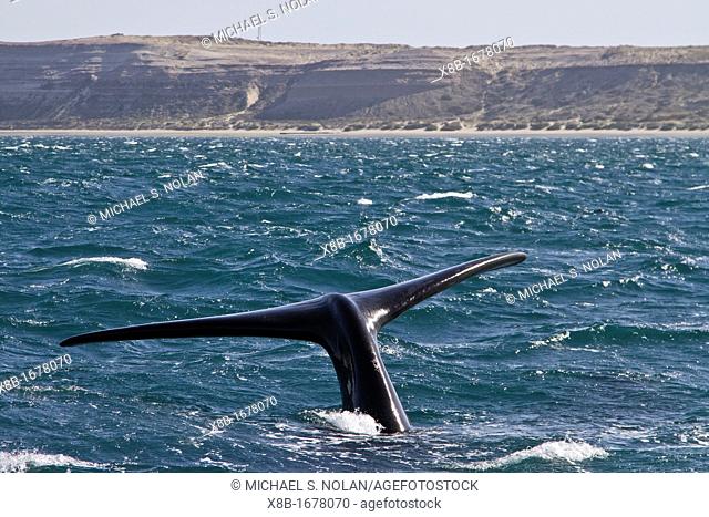 Southern right whale Eubalaena australis adult female flukes-up to catch the wind sailing in Puerto Pyramides, Golfo Nuevo, Peninsula Valdez, Argentina