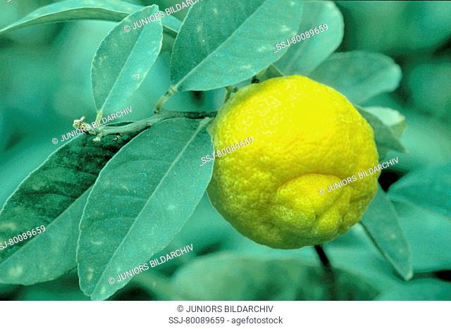 DEU, 2003: Citron (Citrus medica), variety: Korsika, fruit on tree
