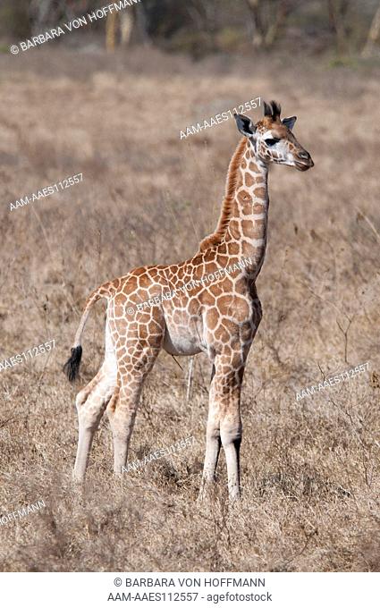 Rothschild's Giraffe baby (Giraffa camelopardalis rothschildi) Lake Nakuru National Park, Kenya