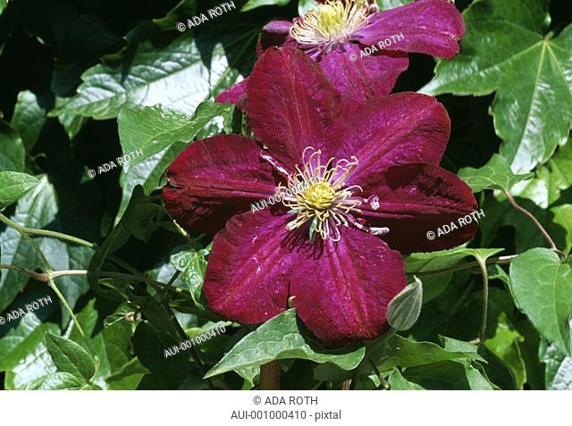 Clematis - purple-red - a dark and conspicuous star - garden ornements