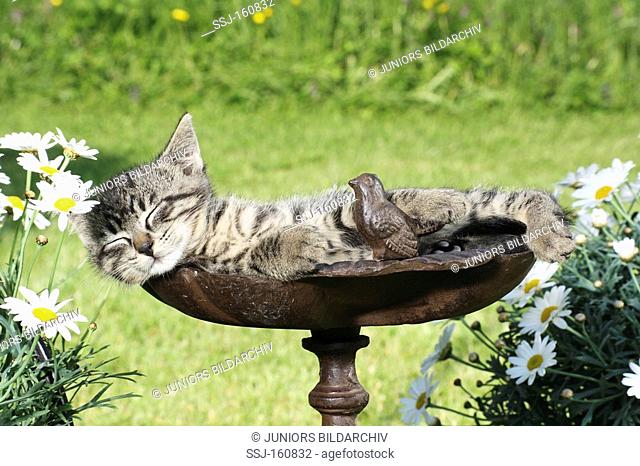 tabby kitten - sleeping in a bird bath