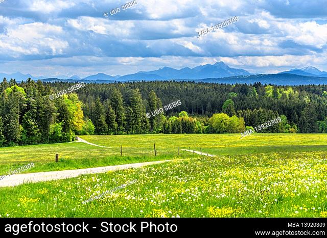 Germany, Bavaria, Upper Bavaria, Tölzer Land, Dietramszell, district Jasberg, spring landscape against Wendelstein massif