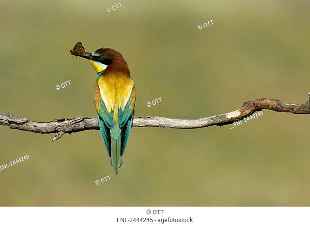 Close-up of European Bee-eater Merops apiaster perching on branch with prey in its beak, Hungary